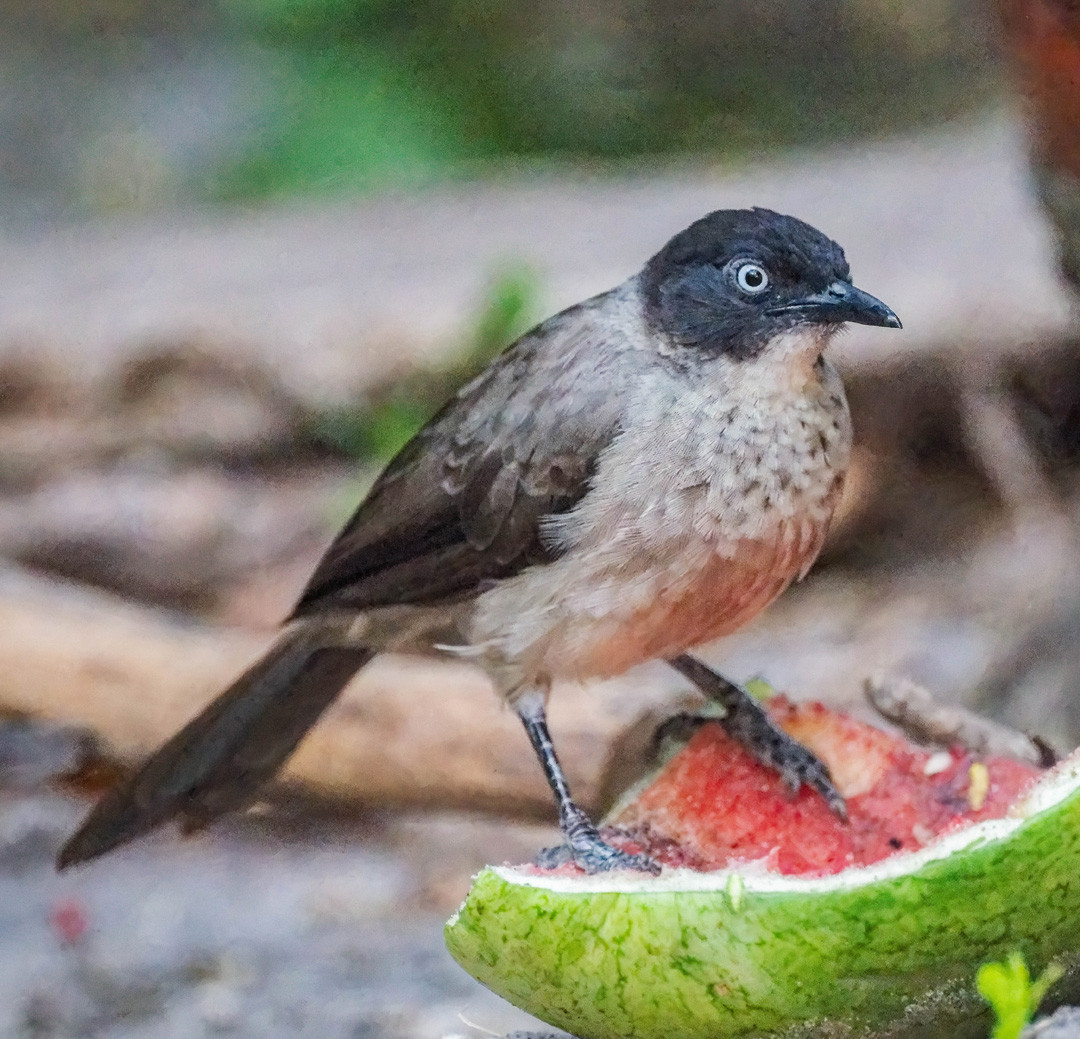 image Blackcap Babbler